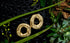 Mary Gold Earrings - Zyrola
